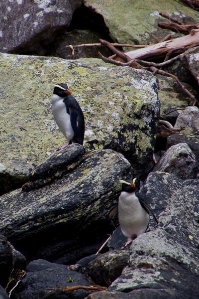 Fiordland Crested Penguins in Milford Sound.